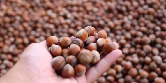 Çiftçi-Sen: Fındıkta sömürüye son!