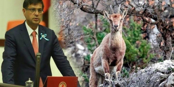 Tepkilerin ardından dağ keçisinin avlanma izni iptal edildi