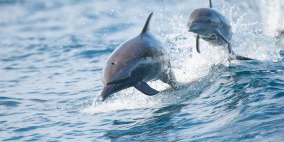 Hamsinin kurtulması için tepki çekecek öneri: Yunusları avlayalım