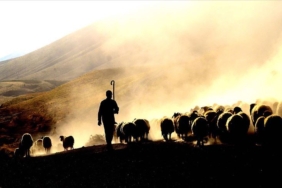 Hayvan ölümleri neden önlenemiyor