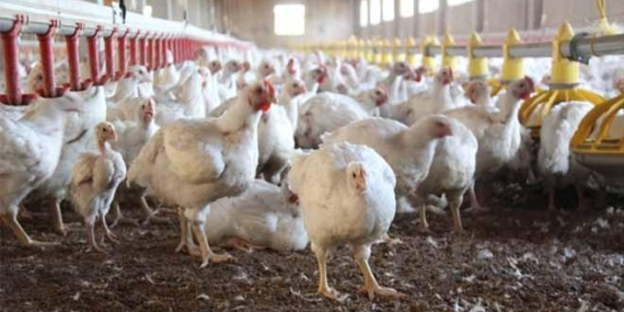 Sonunda bu da oldu! Tarım Bakanlığı GDO’lu yem ithalatına izin verdi.