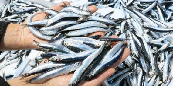 Yasak sonrası hamside ilk fiyatlar