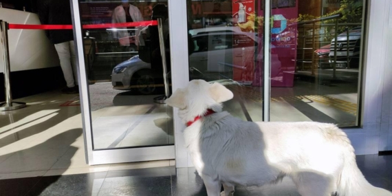 Trabzon’daki boncuk köpek dünya basınında ilgiyle karşılandı