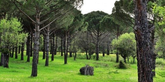 Türkiye’deki en kaliteli 8 bin 882 adet fıstık çamı kesilecek!