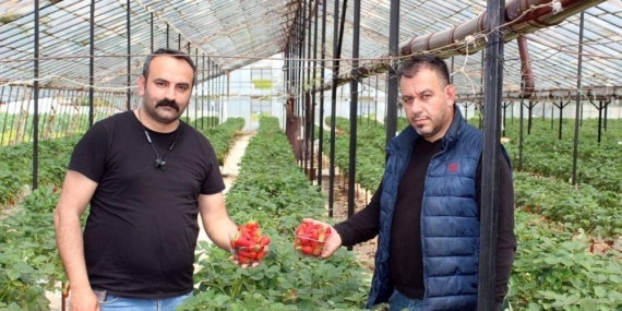 Topraksız Çilek Üreterek Yılda 300 Bin Lira Kazanç Sağlıyor