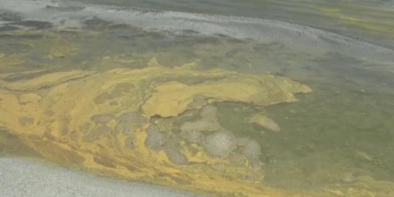 Salda Gölü’nde doğa katliamı!