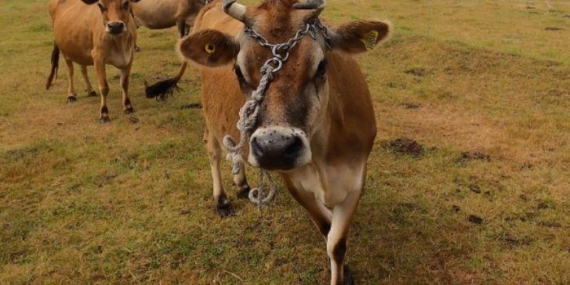 Tarım İşletmeleri Genel Müdürlüğü İngiliz Boğası Spermi İçin İhaleye Çıktı