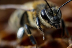 aru-reuters_16_9_1620312333