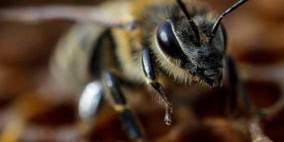 Bilim İnsanları Covid-19’u Test Etmek İçin Arıları Eğitiyor