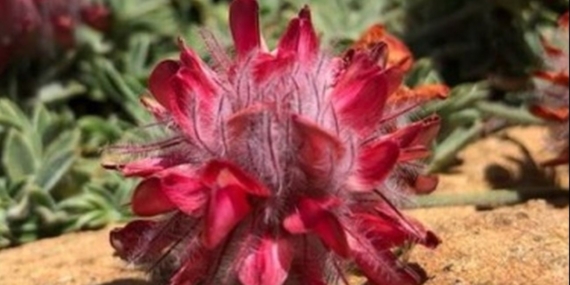 Burdur Valiliği’nden Salda raporu: ”Endemik bitkinin zarar görme ihtimali yüksek”