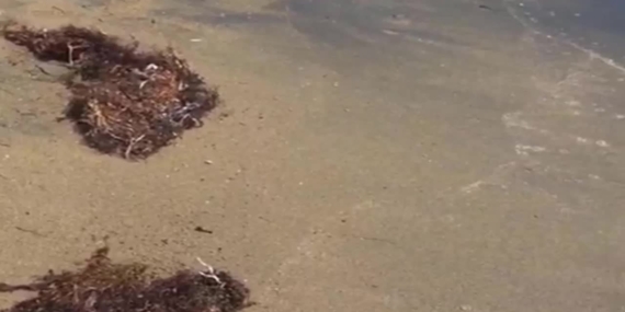 Ege Kıyılarında Yeni Tehdit: Sargassum