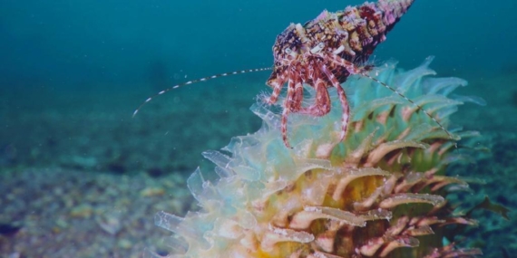 ”İklim değişikliğinin Akdeniz’deki etkileri endişe verici”