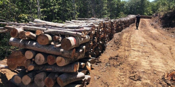 Ağaçlar biyokütle santrali için kesiliyor!