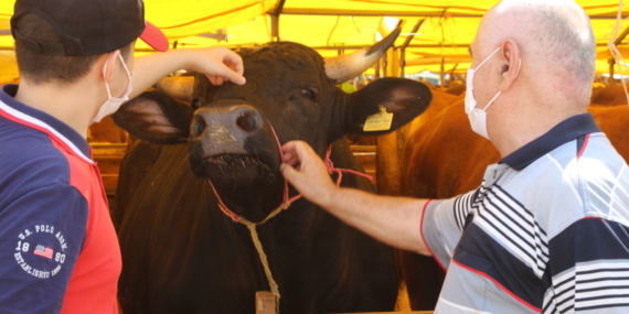 Küçükçekmece Kurban Satış Alanı Bayrama Hazır