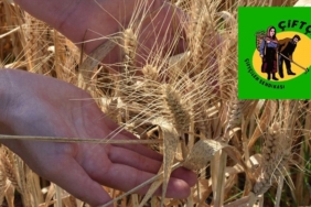 Buğday Çiftçi-Sen