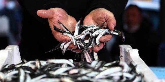 51 TON HAMSİYE EL KONULDU…