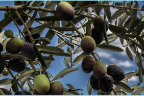 ZEYTIN