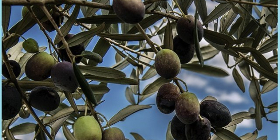 ZEYTİN TARIMINA,MADEN TEHDİTİ!…