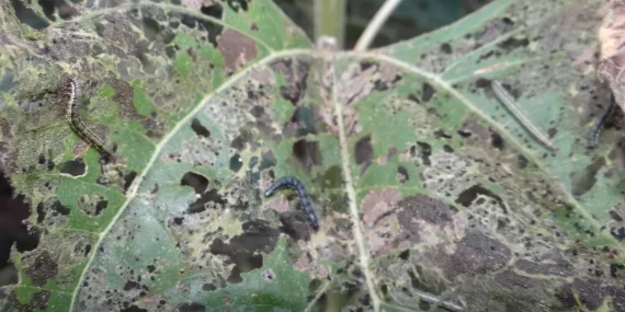 AYÇİÇEĞİ’NDE TIRTIL TEHLİKESİ