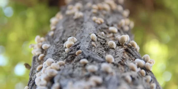 SALYANGOZ İSTİLASI!…