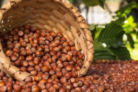 FERRERO, 50 BİN FINDIK ÜRETİCİSİNE ULAŞTI 58 ferrero