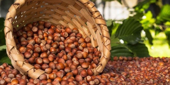 FERRERO, 50 BİN FINDIK ÜRETİCİSİNE ULAŞTI